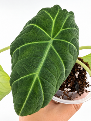 Mother plant of CORM: Alocasia Silver Moon Hybrid — deeply textured emerald leaf with glowing veins (reference only)