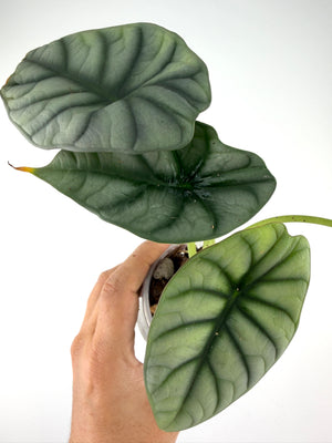Alocasia White Dragon Hybrid (Silver Dragon X Nebula)