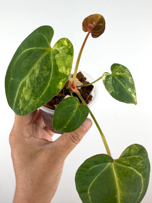 Anthurium (Papi X Crys) X (Papi X Skg Silver) Variegated