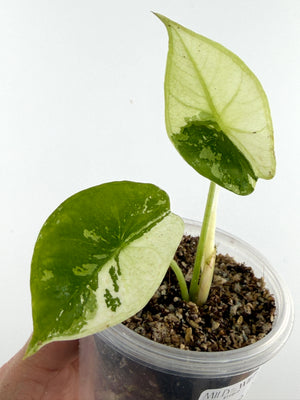 Alocasia Longiloba Pink Back Albo Variegated #2 — leaves split green and creamy white, new leaf nearly all cream (exact plant)