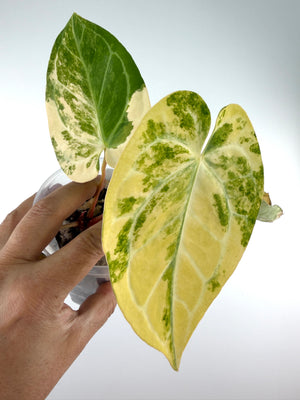Anthurium (Papi X Crys) X (Mag X Forgetti) Variegated