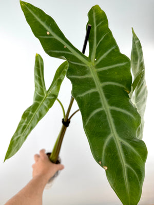 Alocasia Longiloba White Vein Thai Lucifer