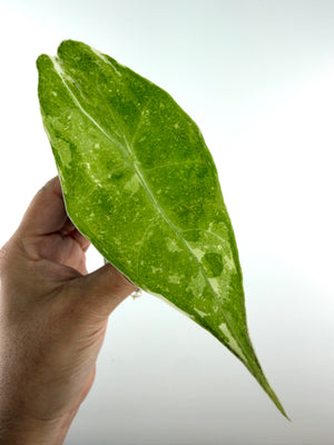 Alocasia Longiloba Night Sky Albo Mutation Variegated — arrowhead leaf in lime and green scattered with white flecks and streaks (exact plant)