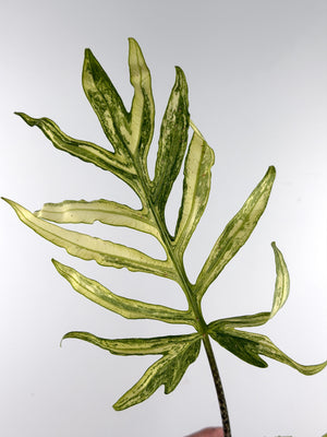 Alocasia Brancifolia Albo Variegated mother plant - reference only, not for sale