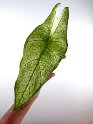 Alocasia Longiloba Full Mint Variegated