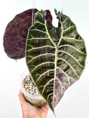 CORM: Alocasia Watsoniana True Pink Purple Vein Variegated