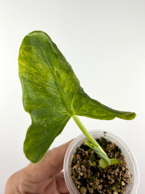 Alocasia Crinkles Aurea Variegated