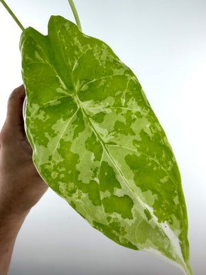 Alocasia Acuminata Albo Variegated — large leaf marbled lime, mint and white (exact plant)