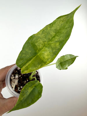 Alocasia Dragons Breath Aurea Variegated