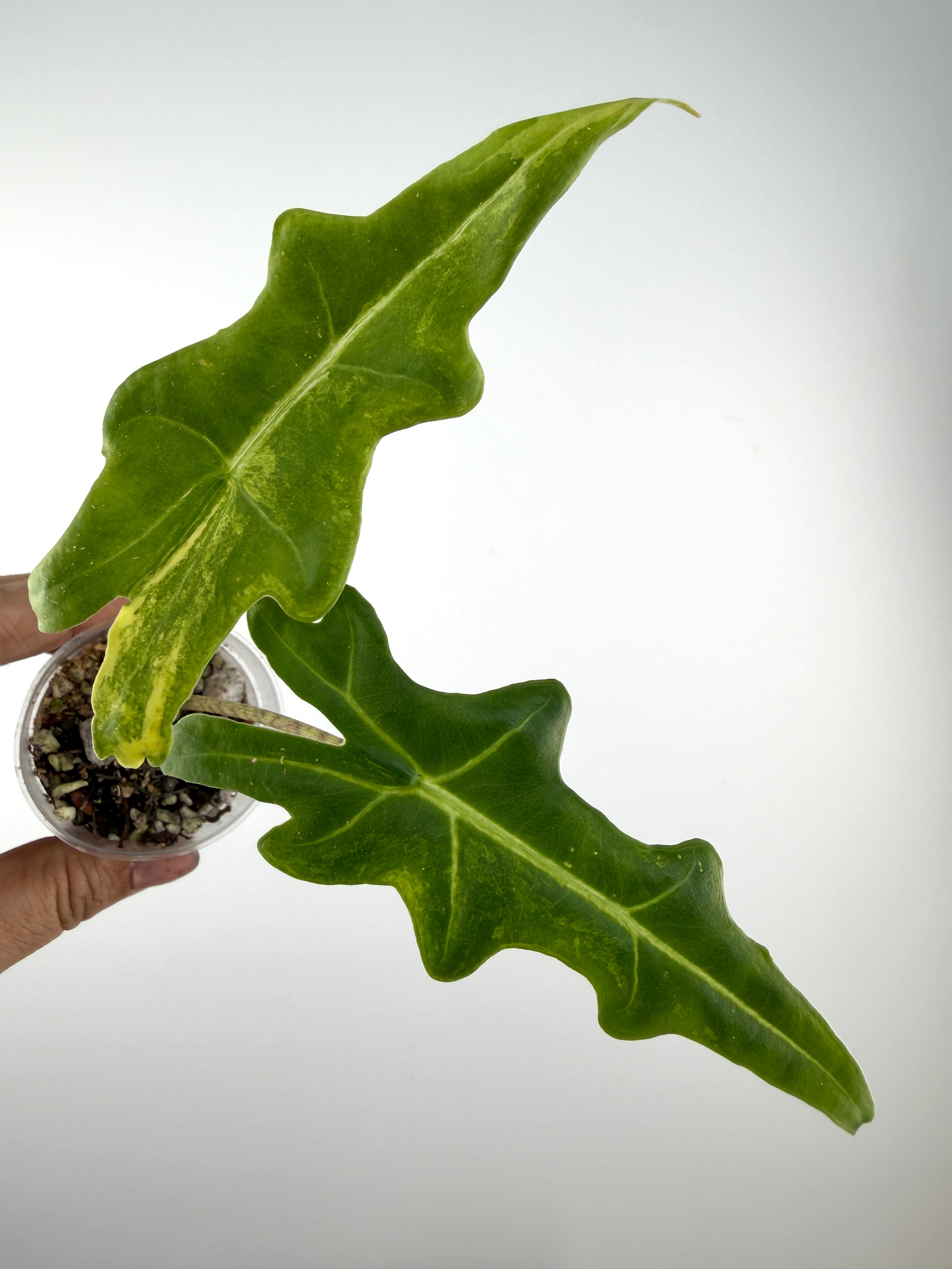 (*@様 Alocasia portei variegated Alocasia Portei Aurea Variegated for Sale – Mild To Wild Studio