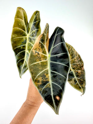 CORM: Alocasia Suhirmaniana Aurea Variegated