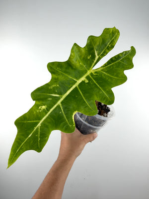 Alocasia Megalodon Hybrid (New Guinea Gold X Portora)