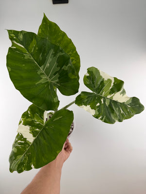 CORM: Alocasia Okinawa Silver Albo Variegated