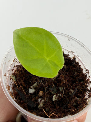Alocasia Silver Sword Hybrid (Albautwan x Dragons Breath) — young plant with a fresh lime-green leaf (exact plant)