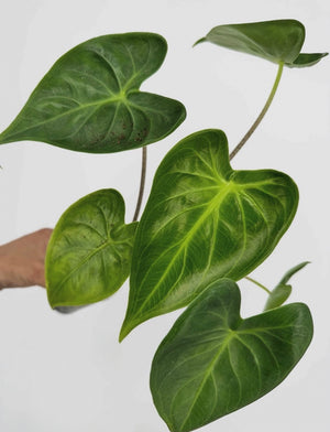 Alocasia Longiloba Heart Leaf Mutation Pup