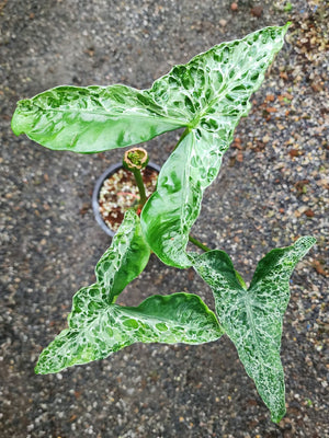 Alocasia T-Rex Mutation — mother plant, pictured for reference only, not for sale