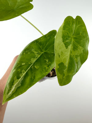Alocasia Acuminata Albo Variegated