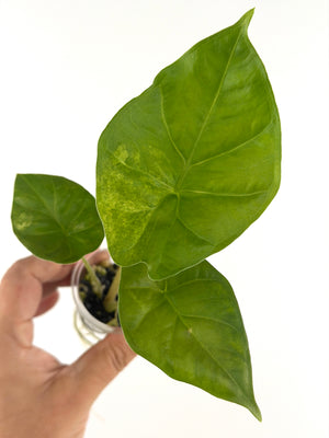 Alocasia Rhino Aurea Variegated