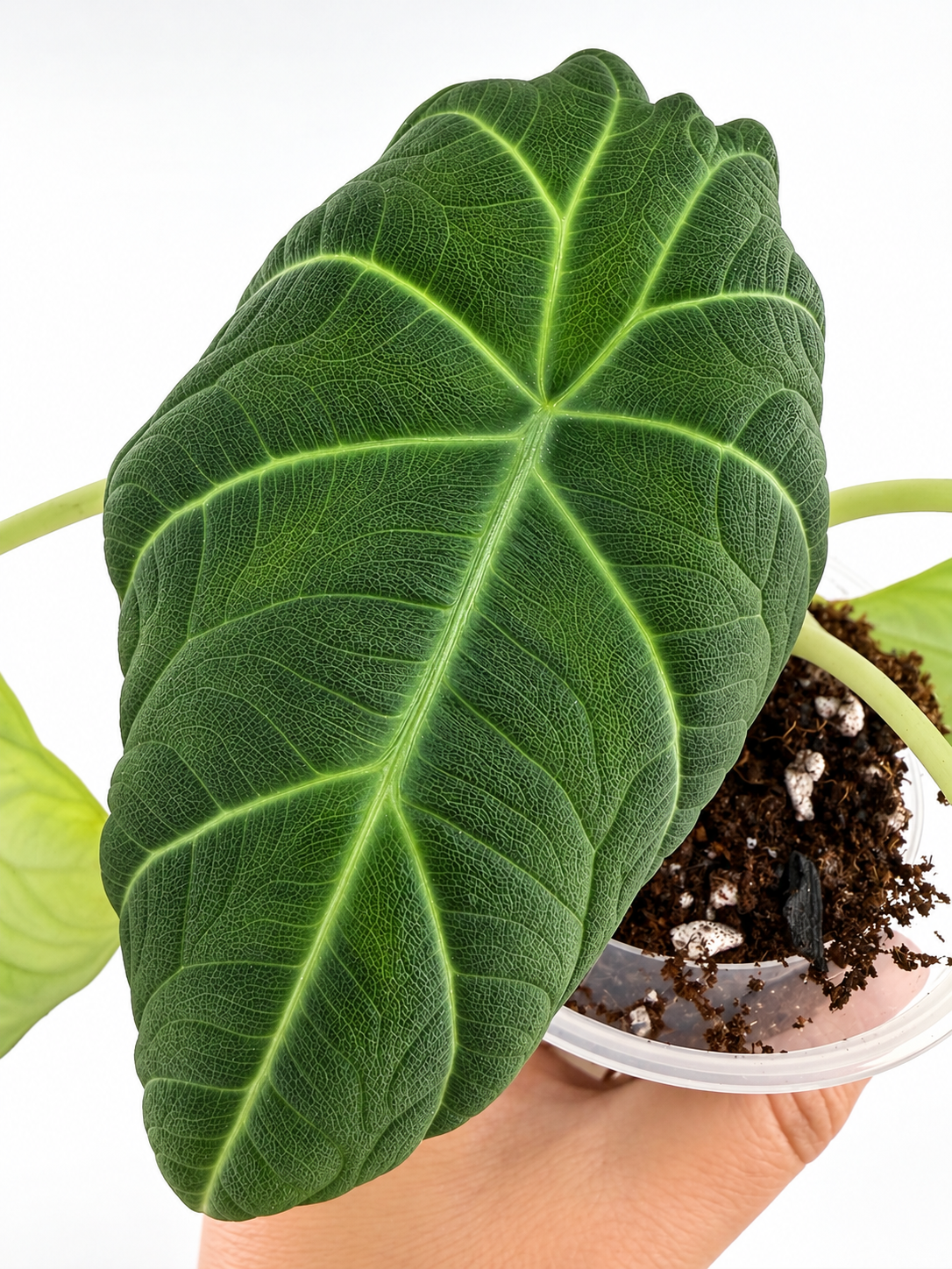 Mother plant of CORM: Alocasia Silver Moon Hybrid — deeply textured emerald leaf with glowing veins (reference only)