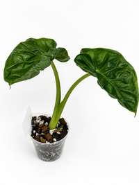 Alocasia Hypoleuco Mahapatra Pup