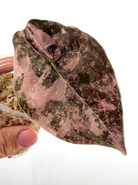 Alocasia Cuprea Pink Nom Yen Variegated