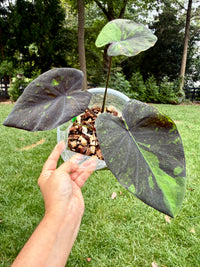 Colocasia Emerald Galaxy