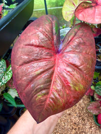 Caladium Thai Hybrid