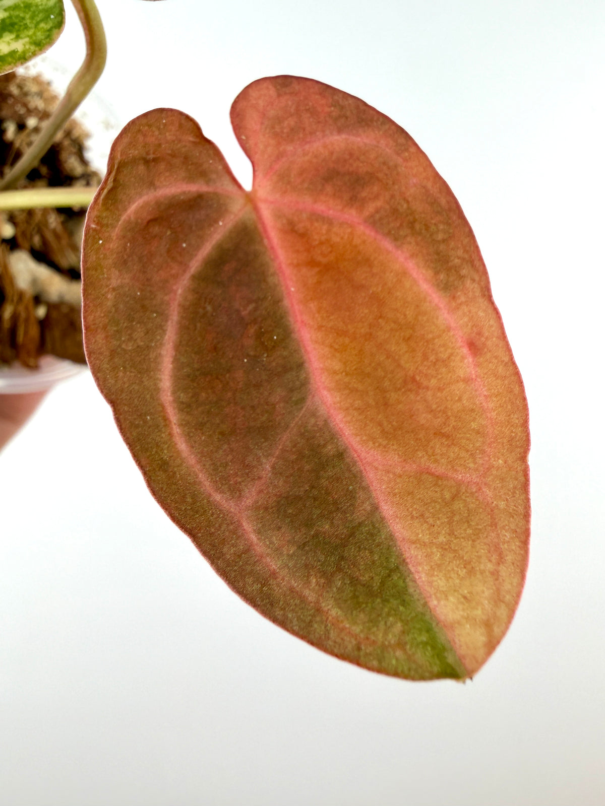 Anthurium (Papi X Crys) X (Papi X Skg Silver) Variegated — velvety blush-pink new leaf with pink veins