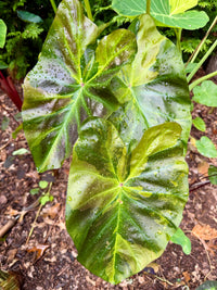 Colocasia Mary The Night Pup