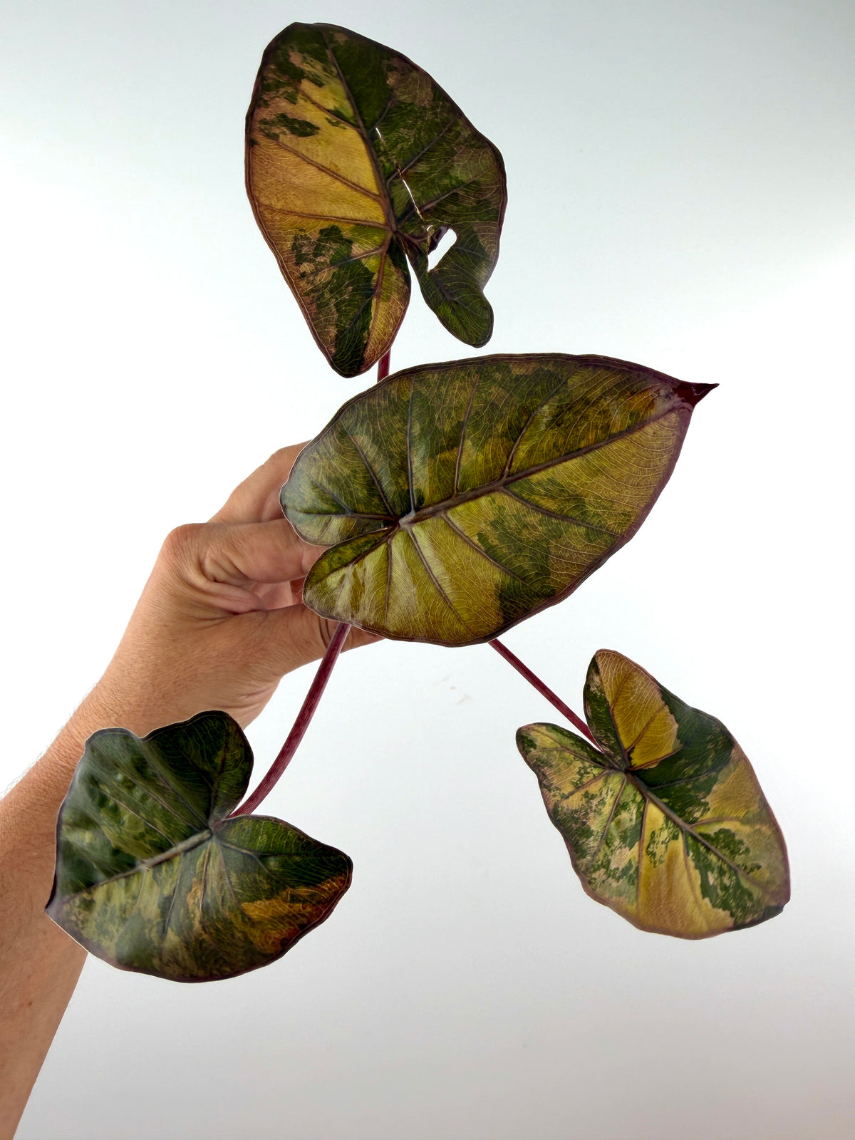 Alocasia Yucatan Princess Golden Variegated mother plant (reference only, not for sale) — gold and olive leaves on burgundy stems