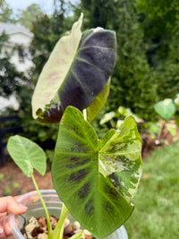 Colocasia Mangosteen #2