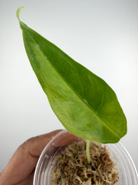 Alocasia Venusta Aurea Variegated