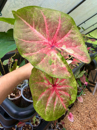Caladium Thai Hybrid