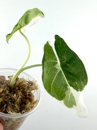Alocasia Reversa Albo Variegated