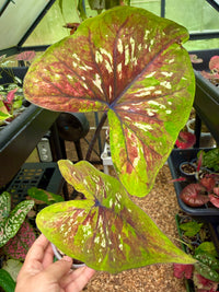 Caladium Thai Hybrid
