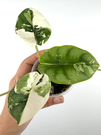 Alocasia Reversa Lumina Albo Variegated