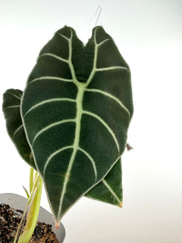 Alocasia Watsoniana White Vein — mother plant, pictured for reference only, not for sale