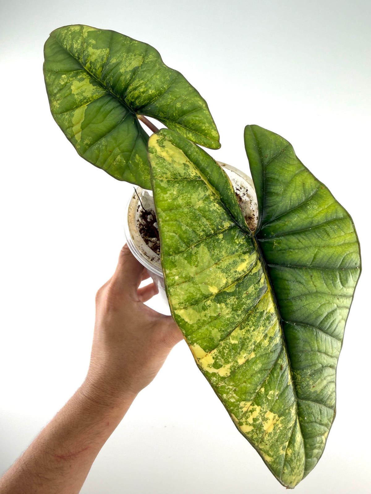Alocasia Bisma Platinum Aurea Mother Plant, exact plant pictured