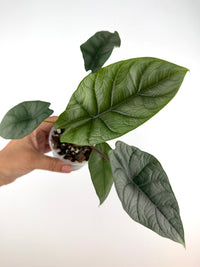 Alocasia Silver Wing Hybrid (Scalprum X Silver Dragon)