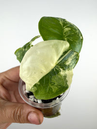 Alocasia Puncak Albo Variegated