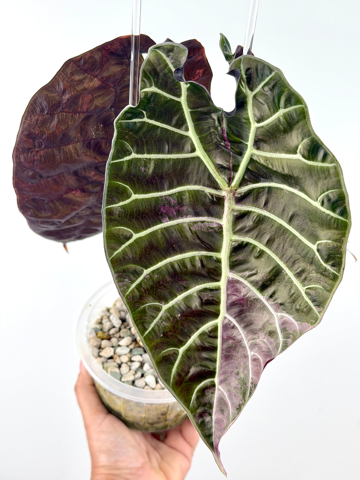 Alocasia Watsoniana Purple Vein True Pink Variegated mother plant with silver veins and dusty-rose pink variegation — reference only