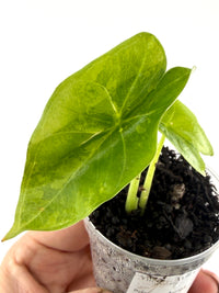 Alocasia Princeps Aurea Variegated