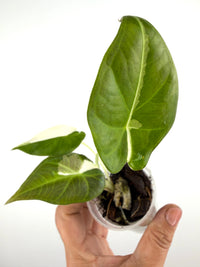 Alocasia Regal Shield Lava Albo Variegated