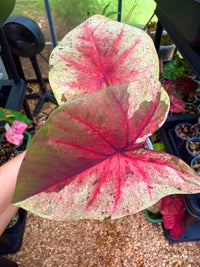 Caladium Thai Hybrid