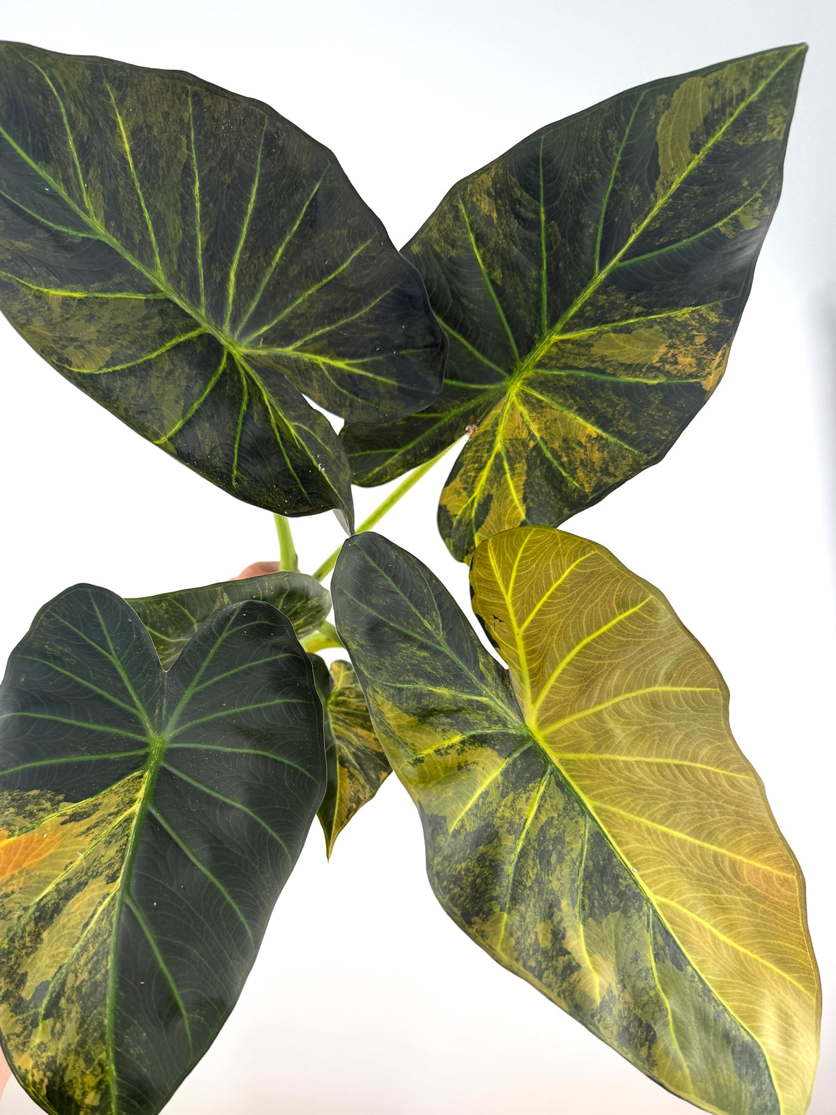 Alocasia Regal Shield Aurea Variegated — mother plant, pictured for reference only, not for sale