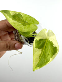 Alocasia Epilithica Silver Lime Pup