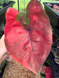 Caladium Thai Hybrid