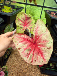 Caladium Thai Hybrid