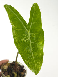 Alocasia Longiloba No ID Variegated