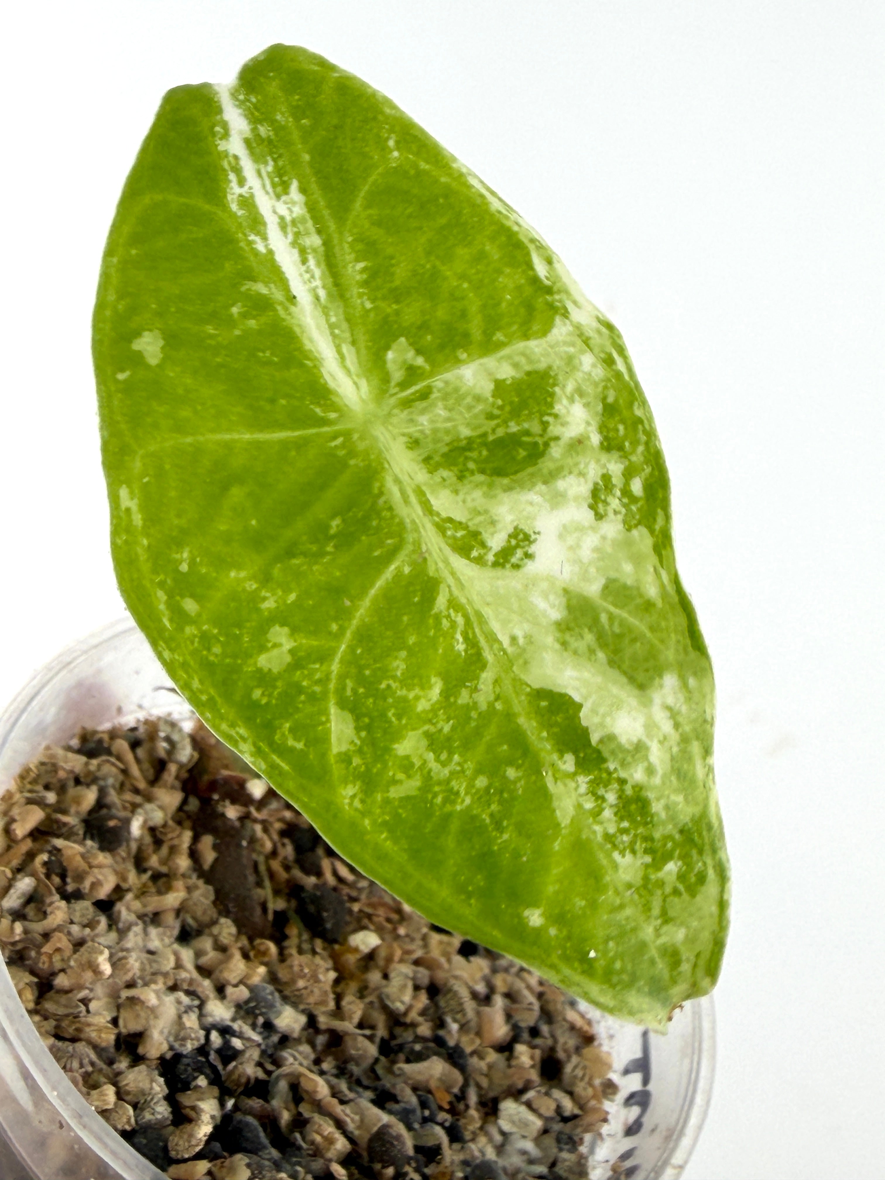 Alocasia Portei Aurea Variegated Mother Plant | Exact Plant – Mild